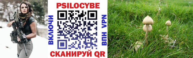 Галлюциногенные грибы прущие грибы  Вышний Волочёк 